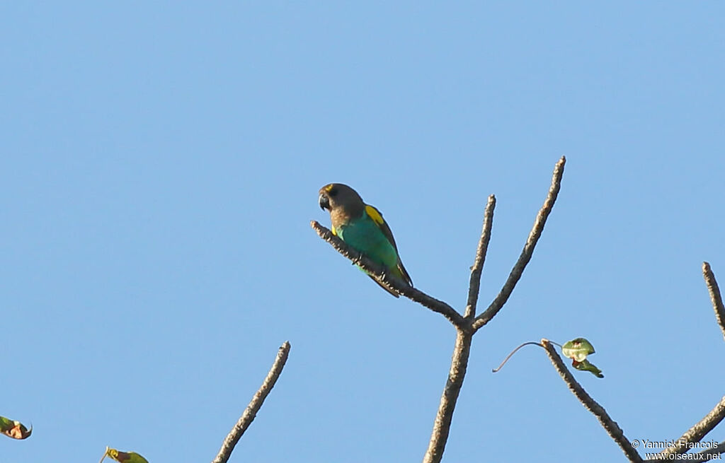 Perroquet de Meyeradulte, habitat, composition