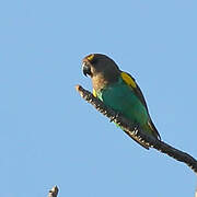 Meyer's Parrot