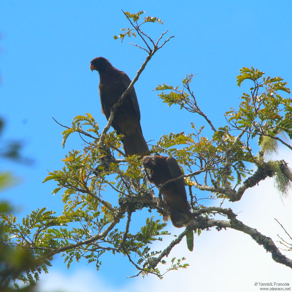 Greater Vasa Parrotadult, habitat, aspect