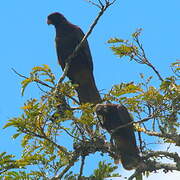 Greater Vasa Parrot