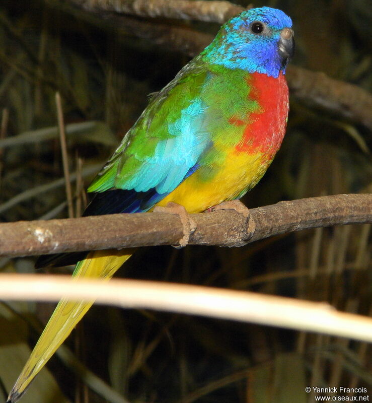 Scarlet-chested Parrot male adult, identification, aspect