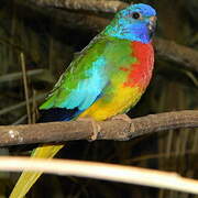 Scarlet-chested Parrot