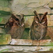 Philippine Scops Owl