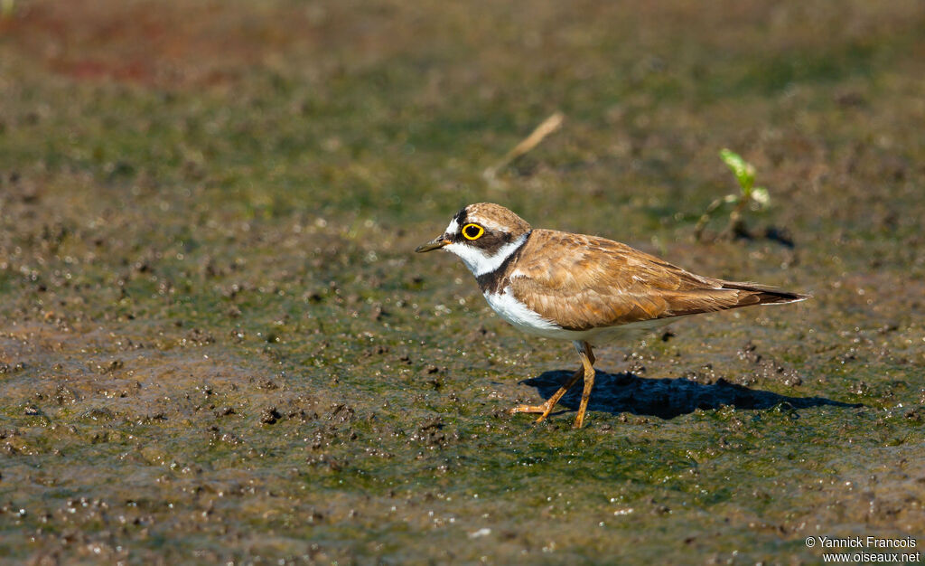 Little Ringed Plover female adult breeding, identification, aspect