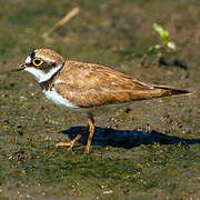 Little Ringed Plover