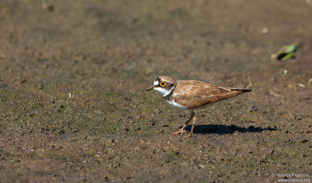 Little Ringed Plover female adult breeding, identification, aspect