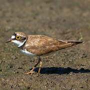 Little Ringed Plover