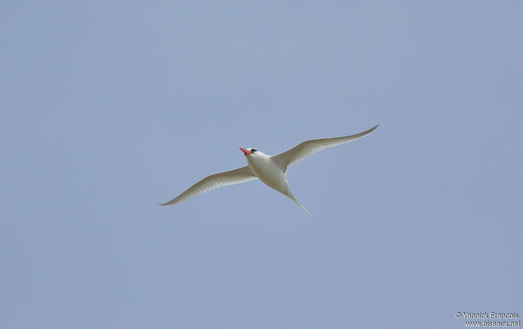 Red-billed Tropicbirdadult, aspect, Flight