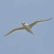 Red-billed Tropicbird