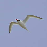 Red-billed Tropicbird