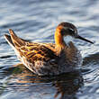 Phalarope à bec étroit