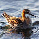 Phalarope à bec étroit