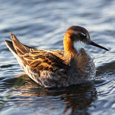 Phalarope à bec étroit