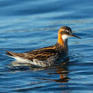 Phalarope à bec étroit