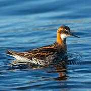 Phalarope à bec étroit