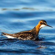 Phalarope à bec étroit