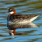 Phalarope à bec étroit