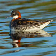 Phalarope à bec étroit
