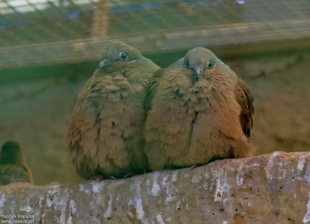 White-eared Brown Doveadult, aspect