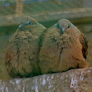 White-eared Brown Dove