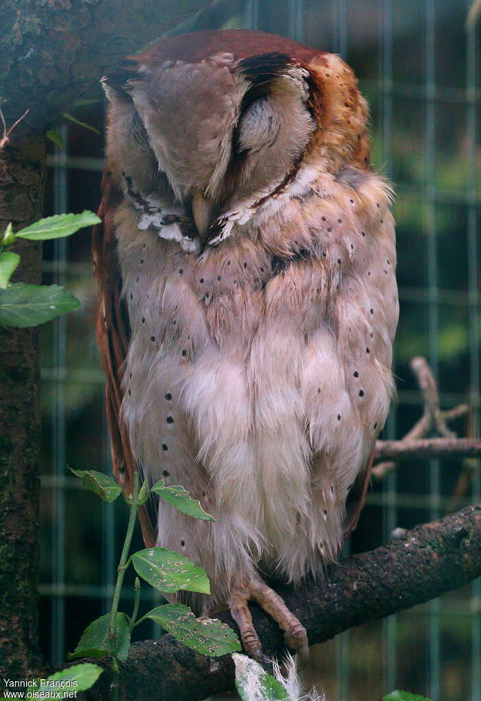 Oriental Bay Owladult, identification, aspect