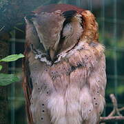 Oriental Bay Owl