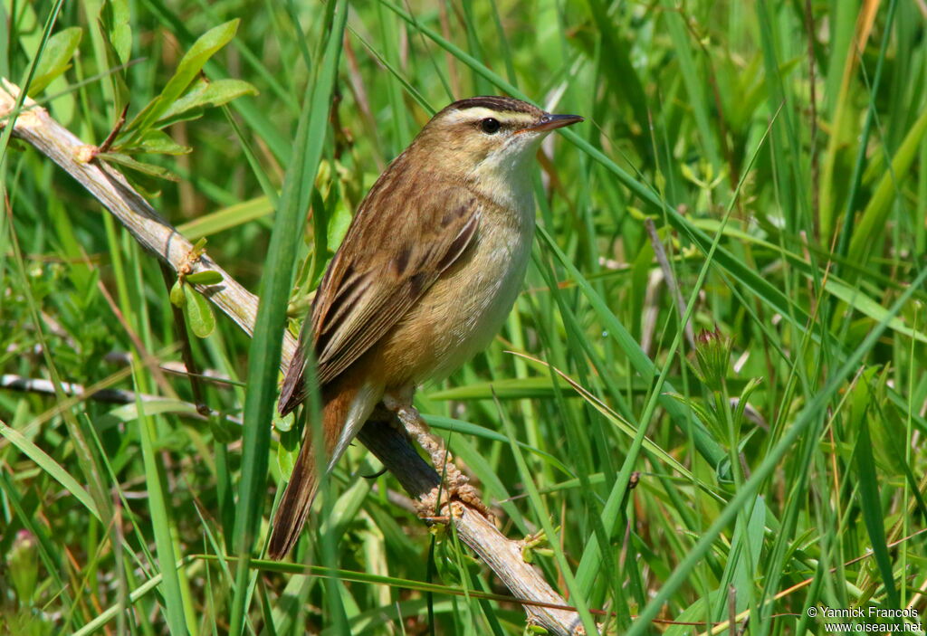 Phragmite des joncsadulte, identification, composition