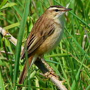 Sedge Warbler