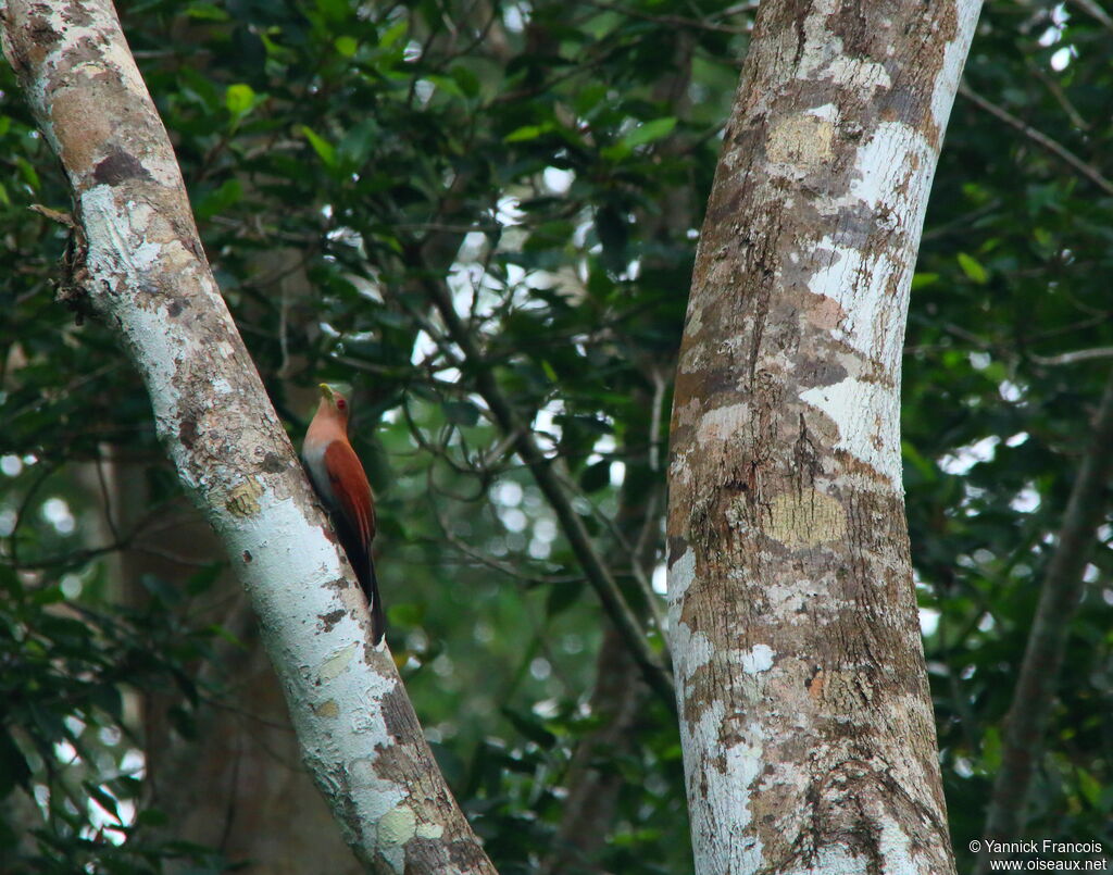 Squirrel Cuckooadult, habitat