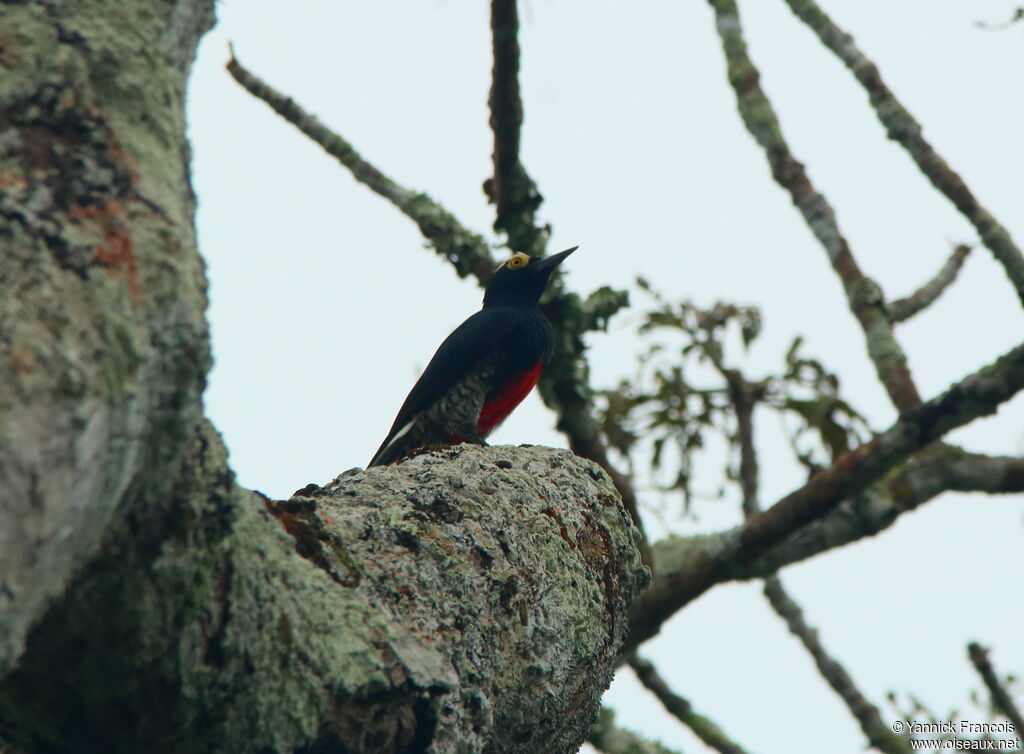 Yellow-tufted Woodpeckeradult, identification, aspect