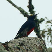 Yellow-tufted Woodpecker