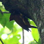 Rufous-headed Woodpecker
