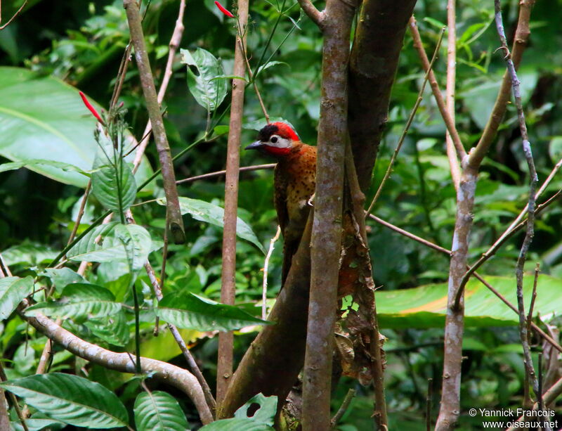 Spot-breasted Woodpeckeradult, habitat