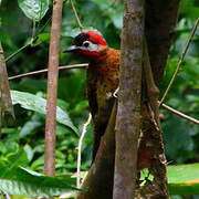 Spot-breasted Woodpecker