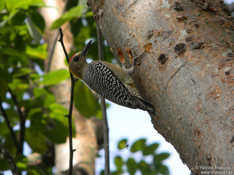 Hoffmann's Woodpecker male adult, identification, aspect