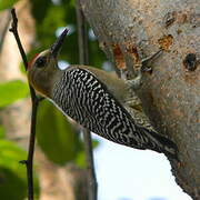 Hoffmann's Woodpecker