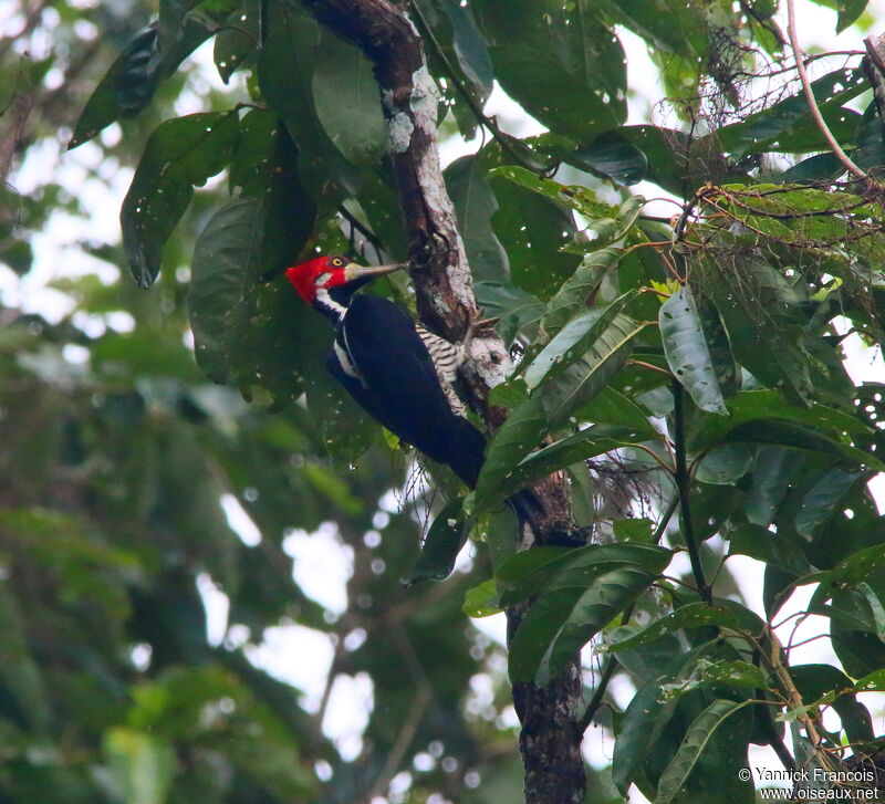 Crimson-crested Woodpecker male adult, habitat, aspect