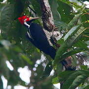 Crimson-crested Woodpecker