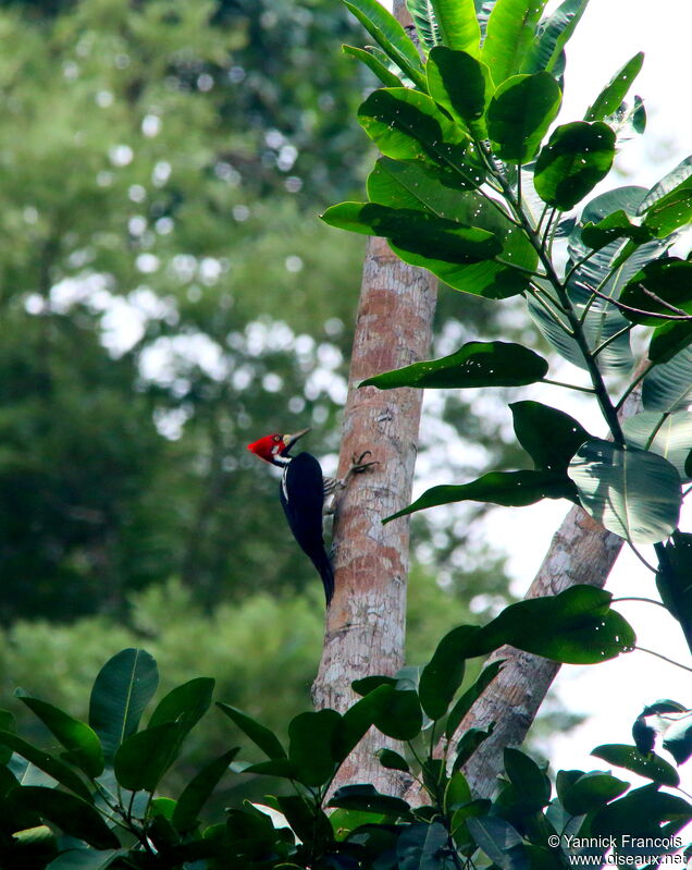 Crimson-crested Woodpecker male adult, habitat, aspect