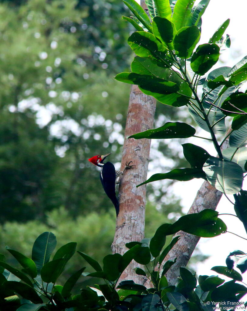 Pic de Malherbe mâle adulte, habitat, composition