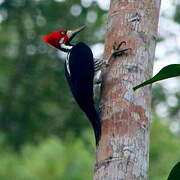Crimson-crested Woodpecker