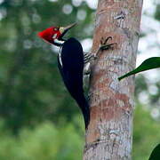 Crimson-crested Woodpecker