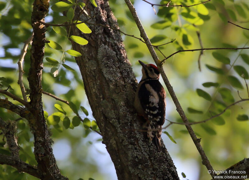 Great Spotted Woodpeckerjuvenile, habitat, aspect