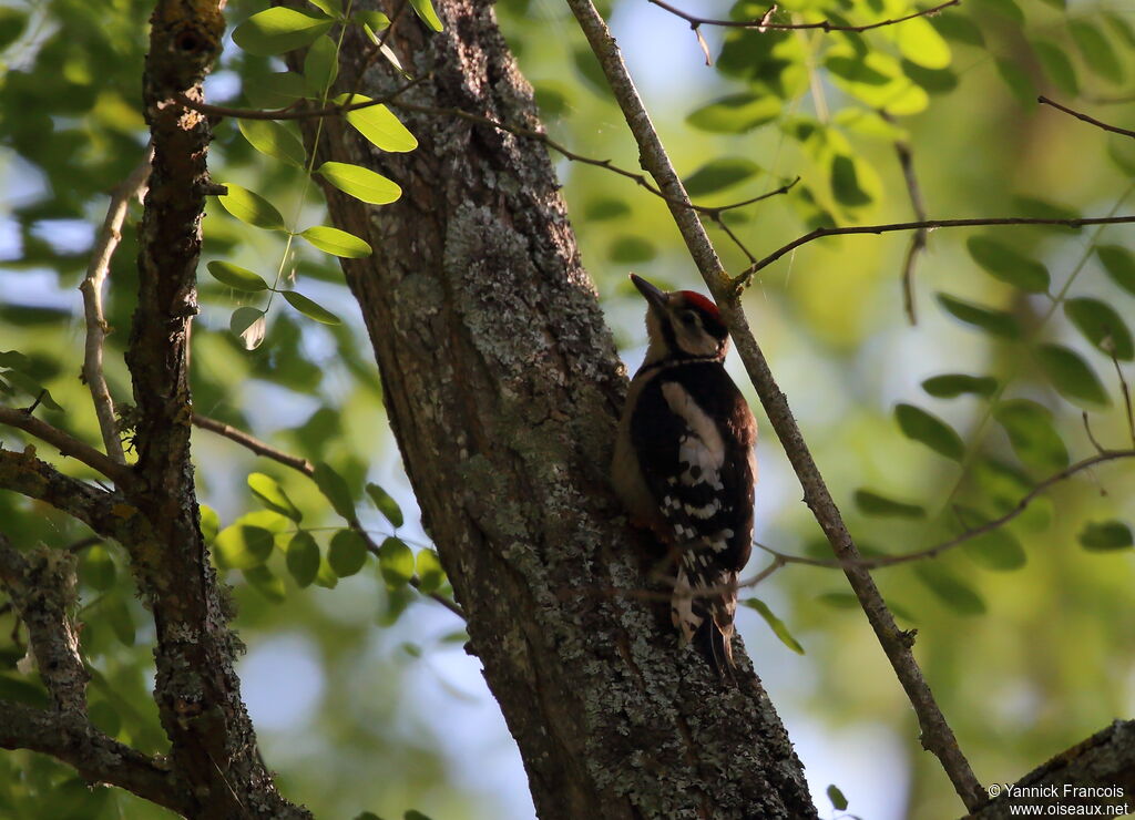 Great Spotted Woodpeckerjuvenile, habitat, aspect