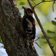 Great Spotted Woodpecker