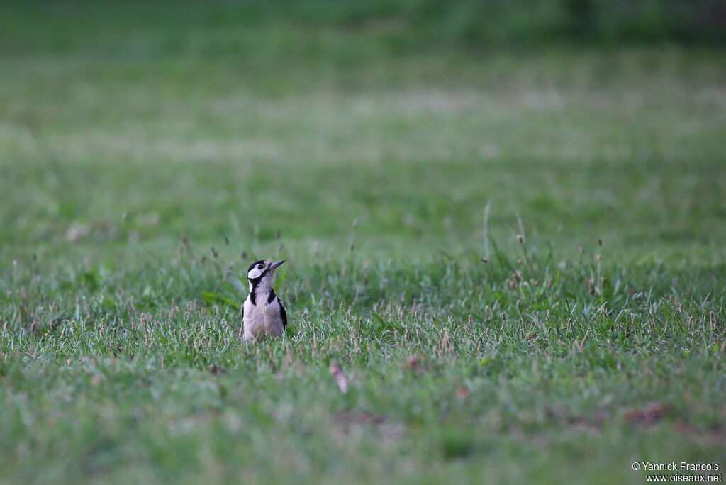 Great Spotted Woodpecker female adult breeding