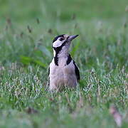 Great Spotted Woodpecker