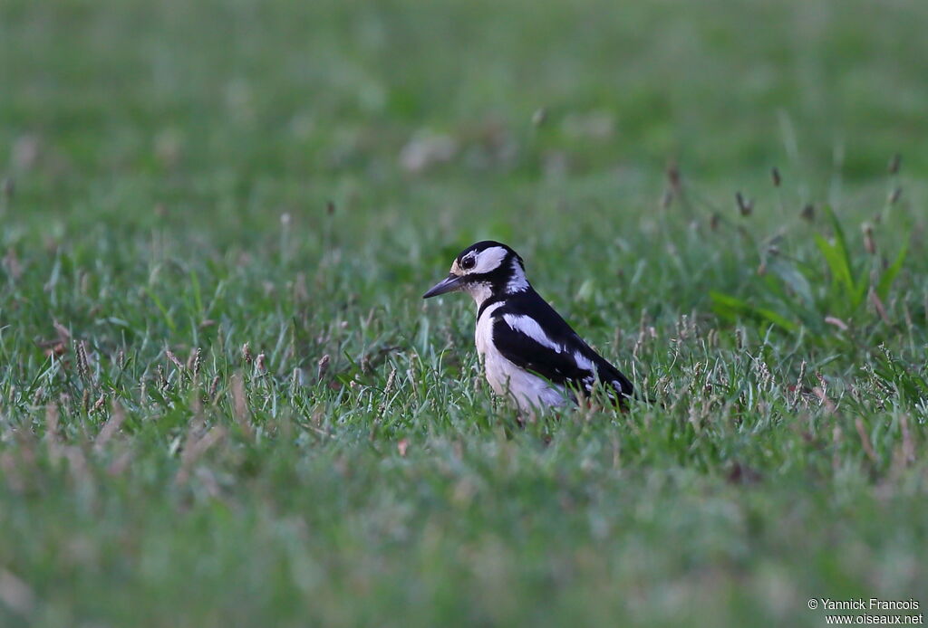 Great Spotted Woodpecker female adult breeding, identification