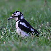 Great Spotted Woodpecker