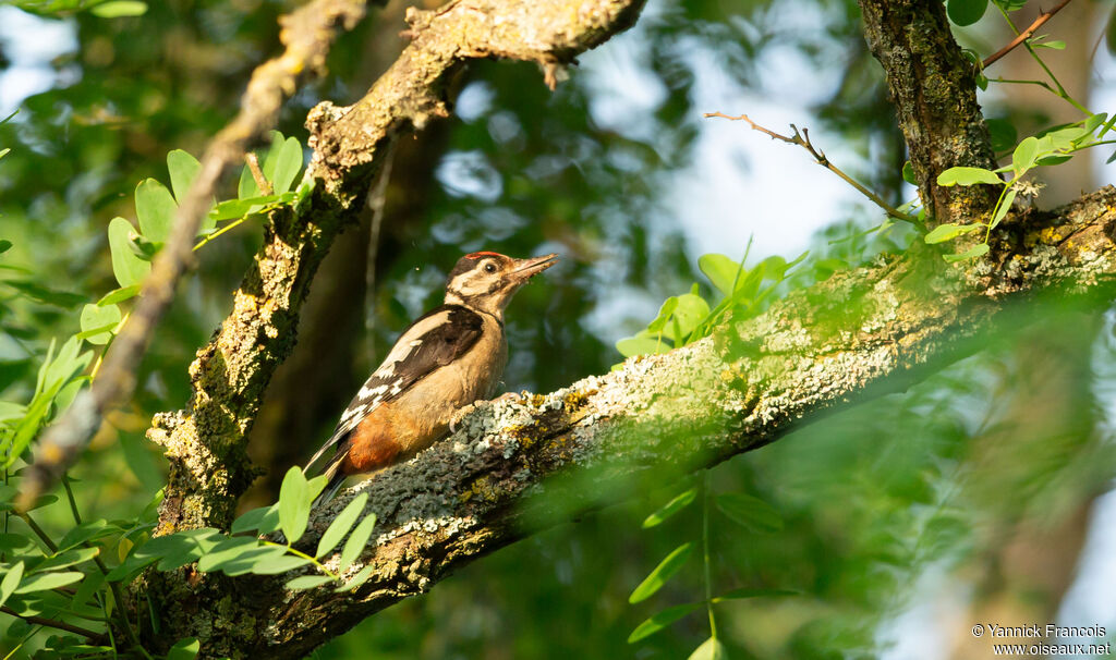Pic épeicheimmature, habitat, composition